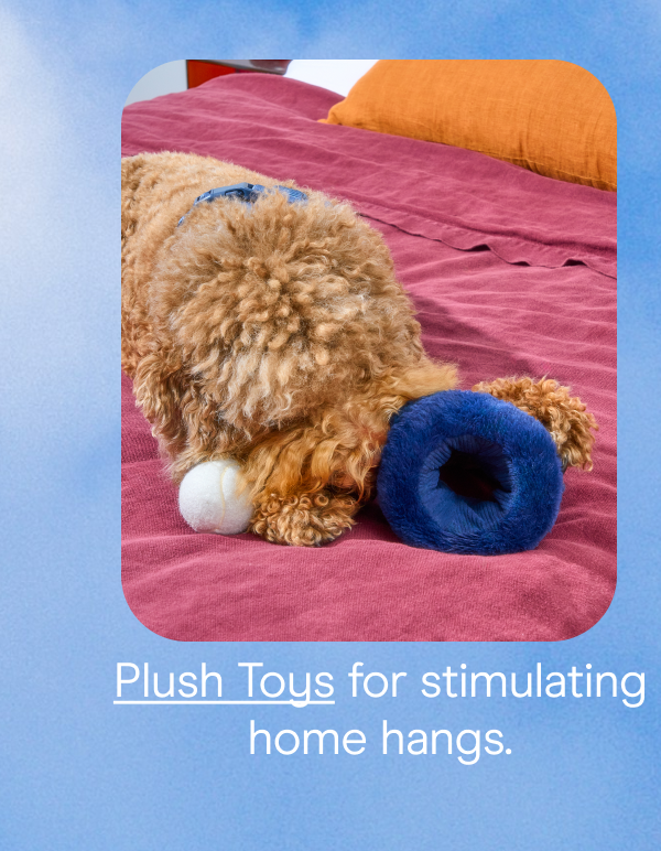 Plus toys for stimulating home hangs