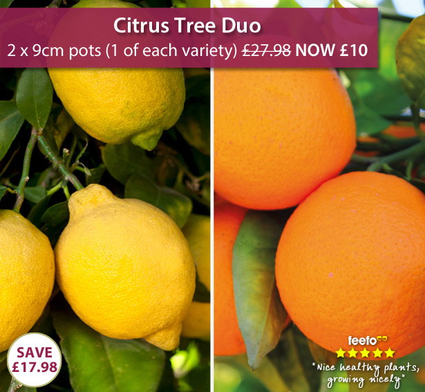 Citrus Tree Collection
