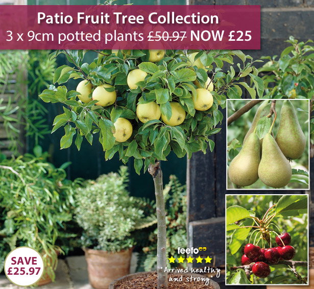 Fruit Tree Trio
