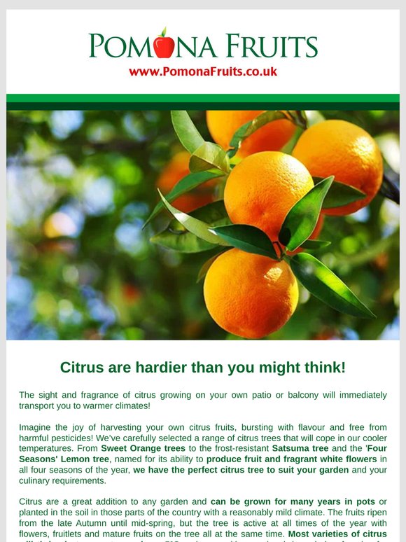 Grow Your Own Citrus 🍊🍋