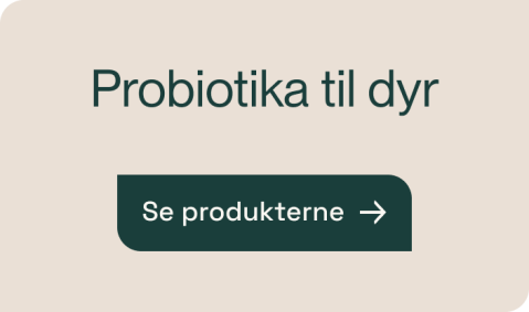 Probiotika til dyr
