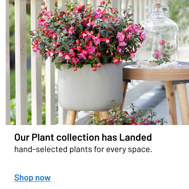 Our Plant collection has Landed