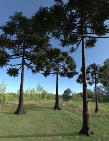 Araucaria Angustifolia