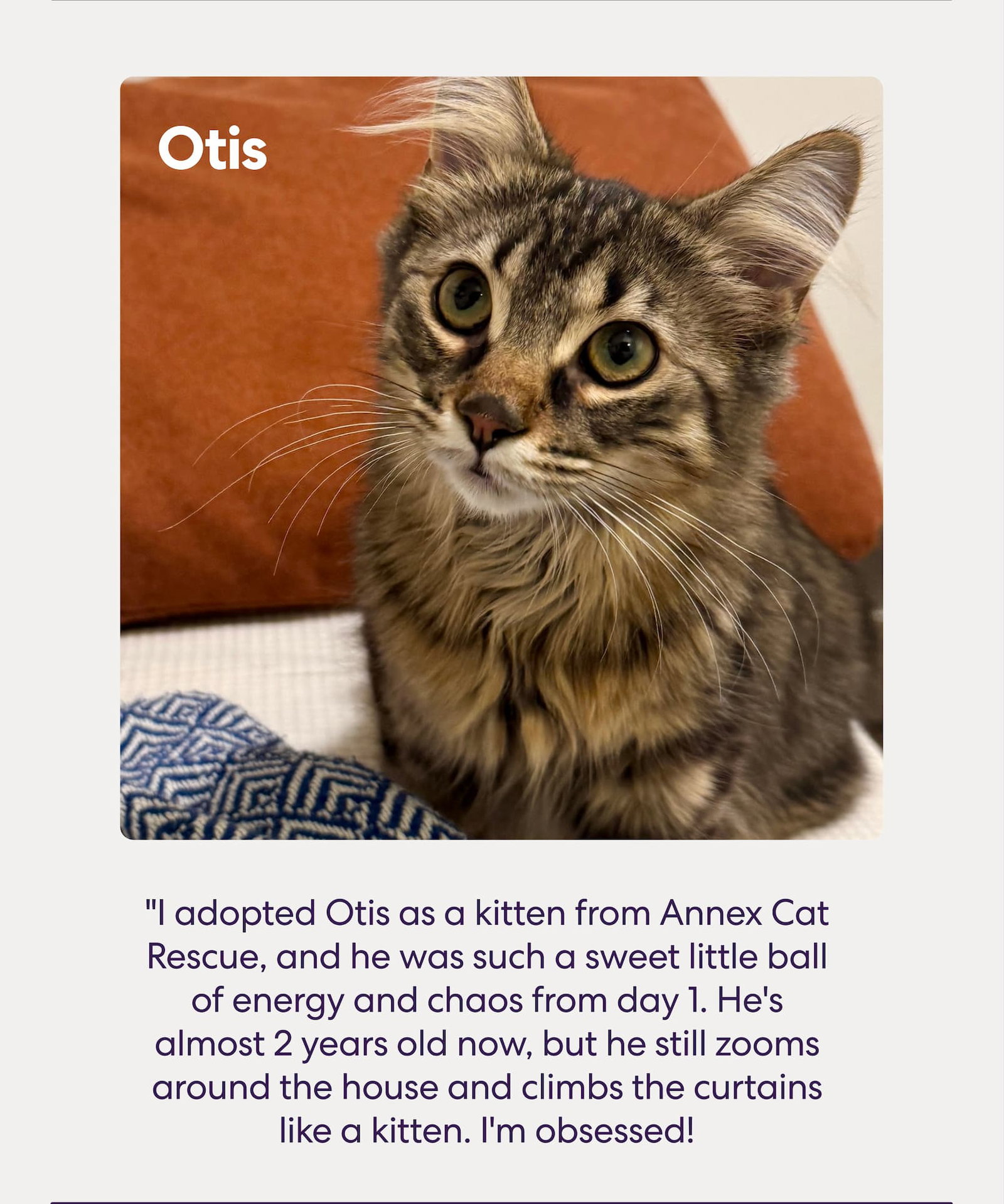 I adopted Otis as a kitten from Annex Cat Rescue, and he was such a sweet little ball of energy and chaos from day 1. He's almost 2 years old now, but he still zooms around the house and climbs the curtains like a kitten. I'm obsessed!
