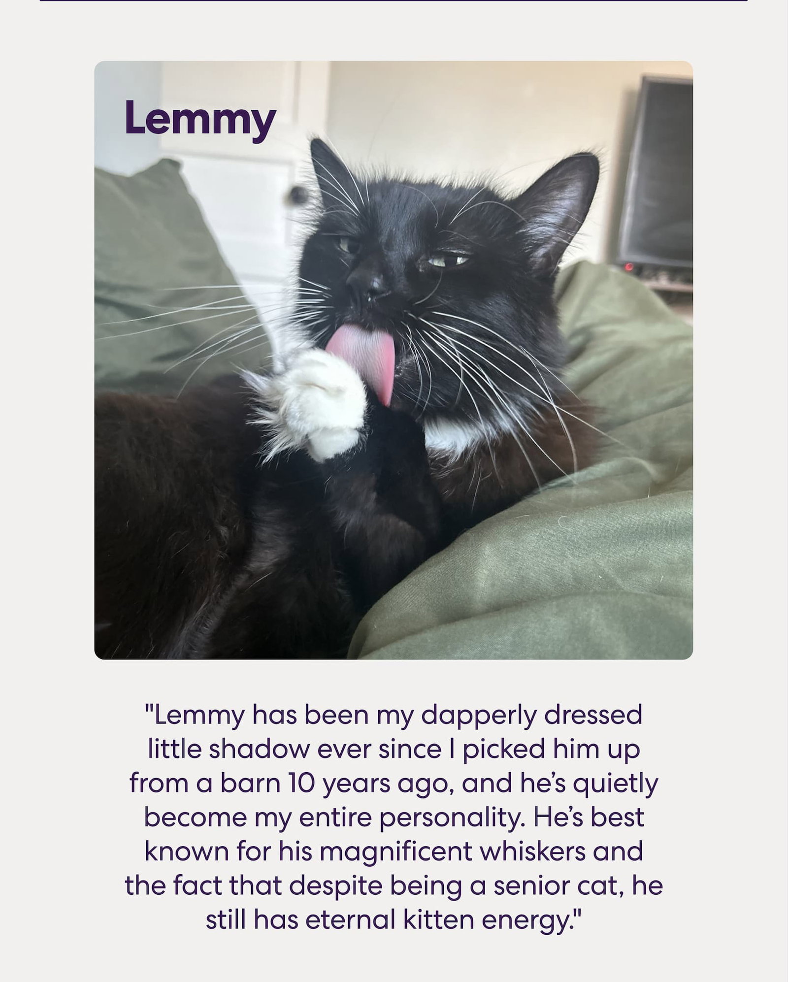 Lemmy has been my dapperly dressed little shadow ever since I picked him up from a barn 10 years ago, and he’s quietly become my entire personality. He’s best known for his magnificent whiskers and the fact that despite being a senior cat, he still has eternal kitten energy.