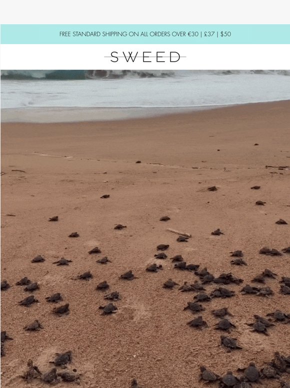 Happy World Turtle Day! 🐢
