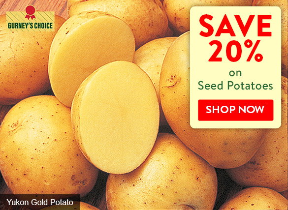 Save 20% On Seed Potatoes