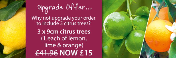 Citrus Tree Collection