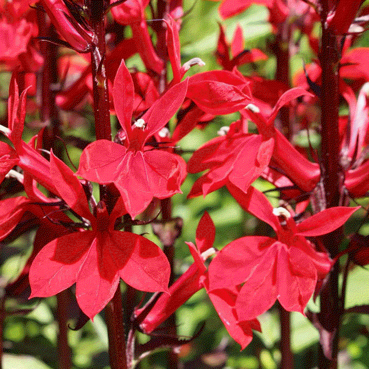 YouGarden Chelsea Favourites Perennial Collection