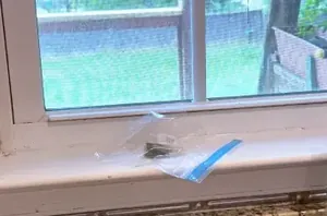 Stick a tea bag in a Ziploc and pop it in your window for this cool spring hack