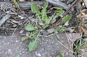 Use this one thing (not a chemical) to get rid of your weeds for good
