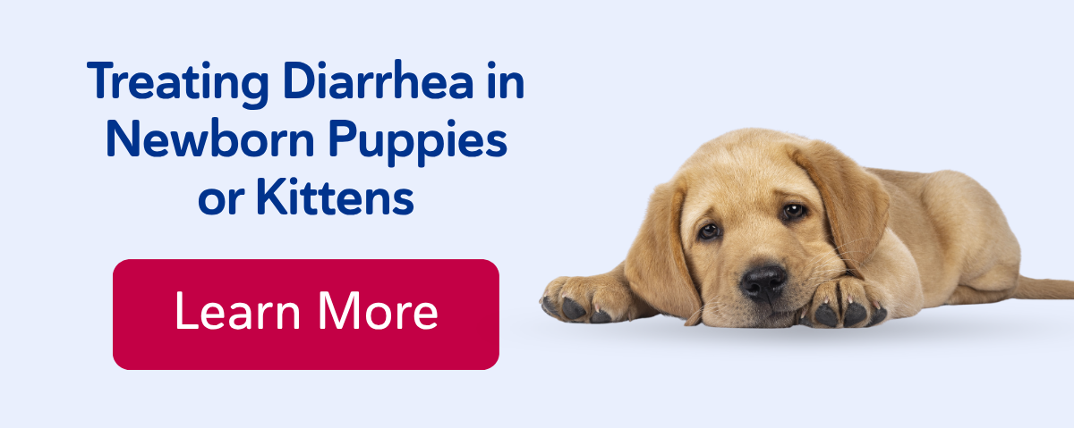 Treating Diarrhea in Newborn Puppies or Kittens