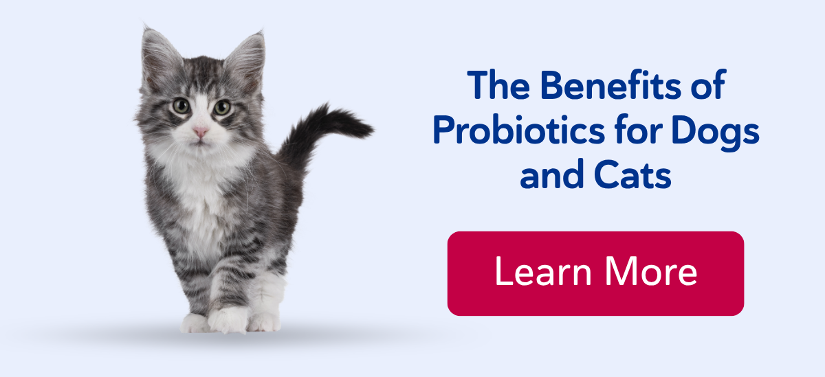 The Benefits of Probiotics for Dogs and Cats