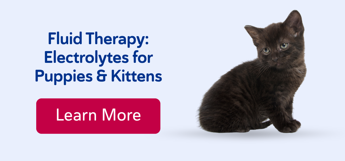 Fluid Therapy: Electrolytes for Puppies & Kittens