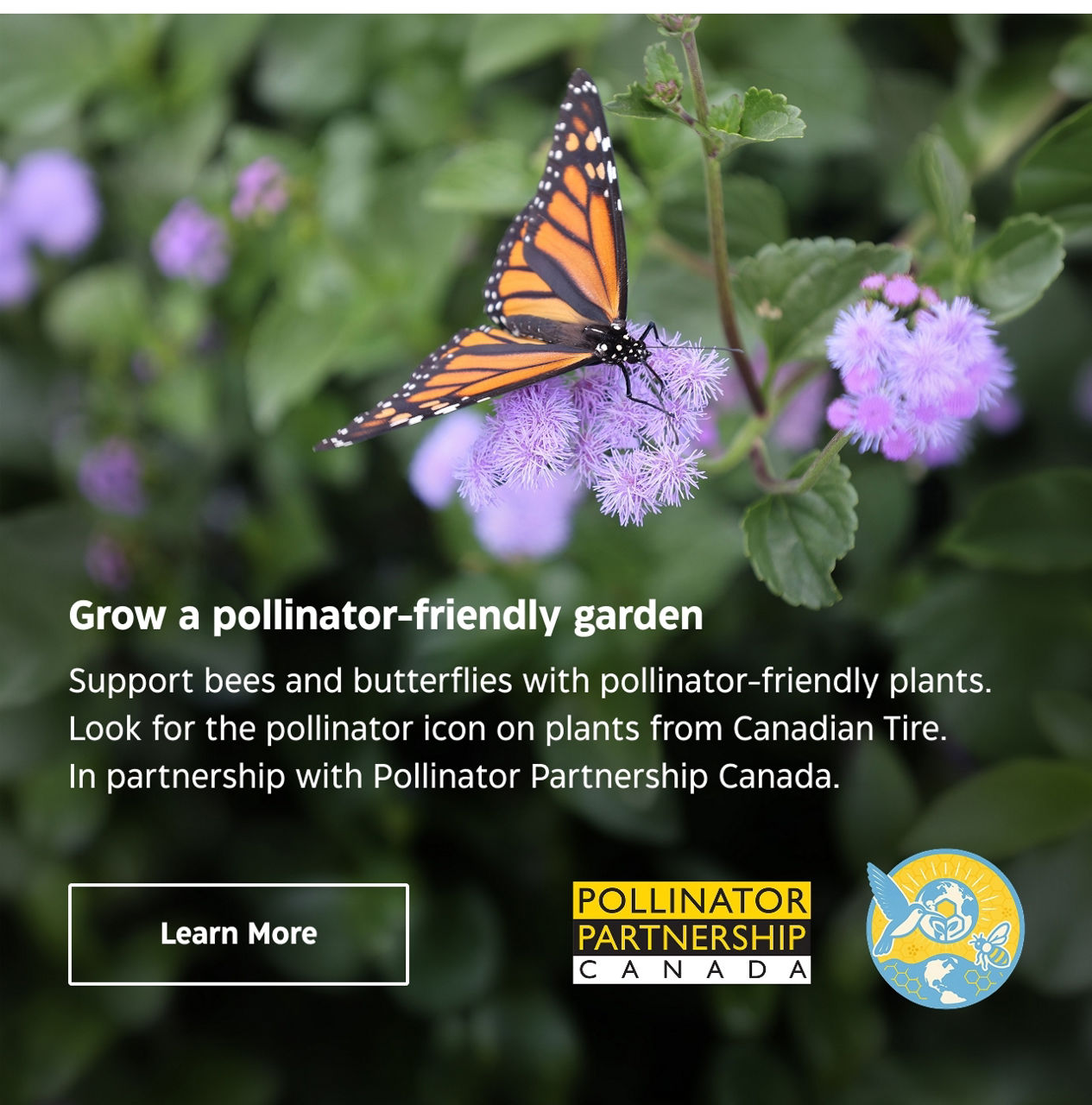 Grow a pollinator-friendly garden. Support bees and butterflies with pollinator-friendly plants. Look for the pollinator icon on plants from Canadian Tire. In partnership with pollinator Partnership Canada. Learn More.