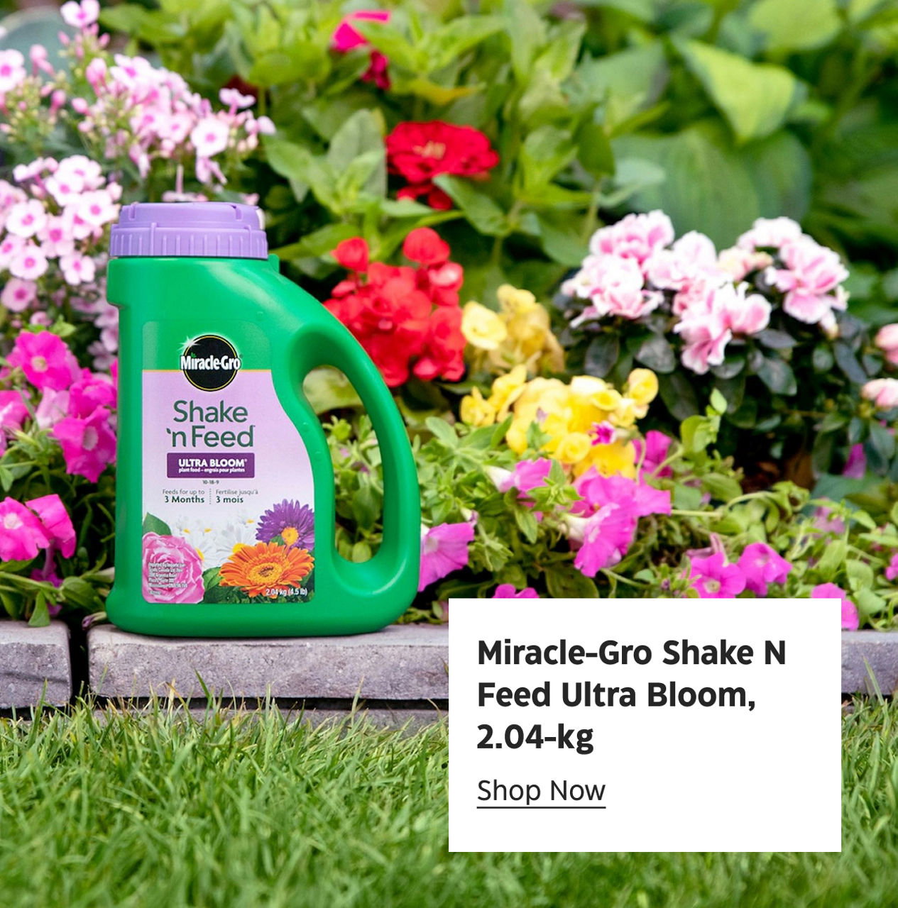 Miracle-Gro Shake N Feed Ultra Bloom, 2.04-kg. Shop Now.