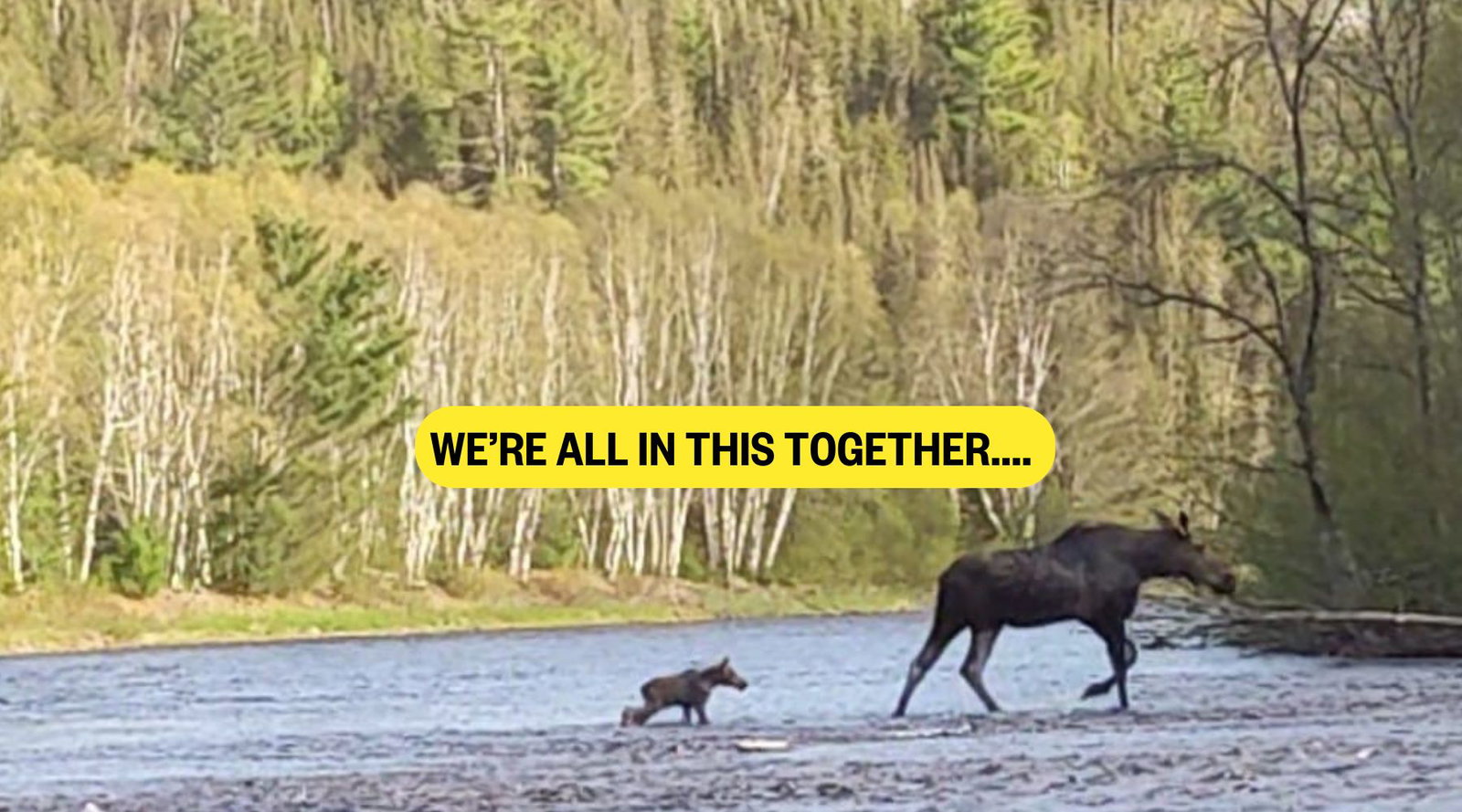 baby and mamma moose