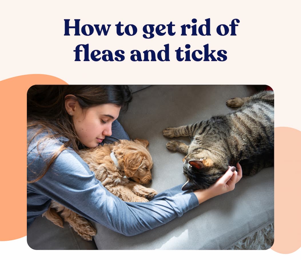How to get rid of fleas and ticks