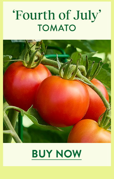 Fourth of July Tomato Seeds and Plants