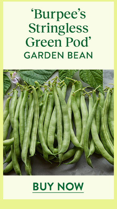 Burpee's Stringless Green Pod, Garden Bean