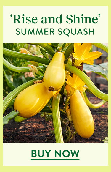 Rise and Shine, Summer Squash Seeds