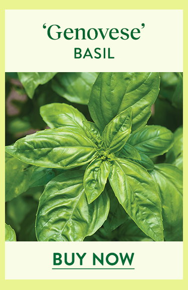 Genovese Basil Seeds and Plants