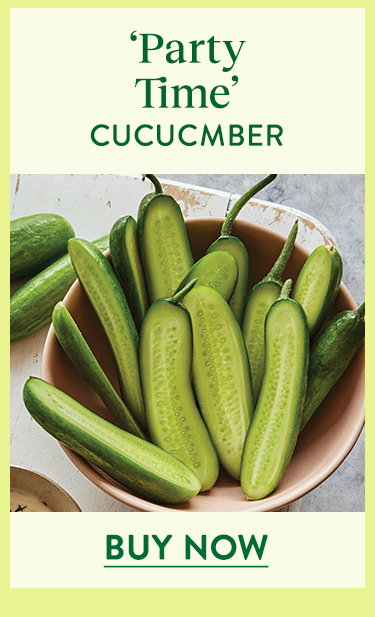 Party Time, Cucumber