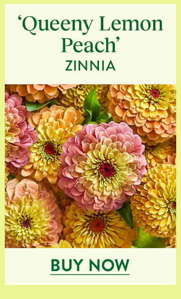 Queeny Lemon Peach, Zinnia
