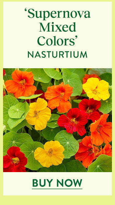 Supernova Mixed Colors, Nasturtium