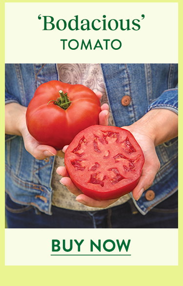 Bodacious Tomato Seeds and Plants