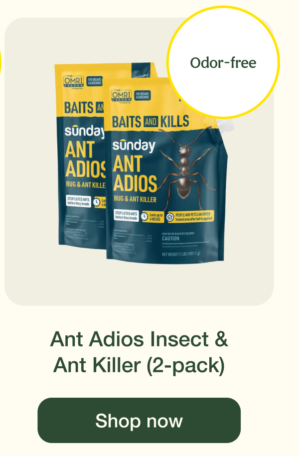 Ant Adios Insect & Ant Killer (2-pack) | Shop now