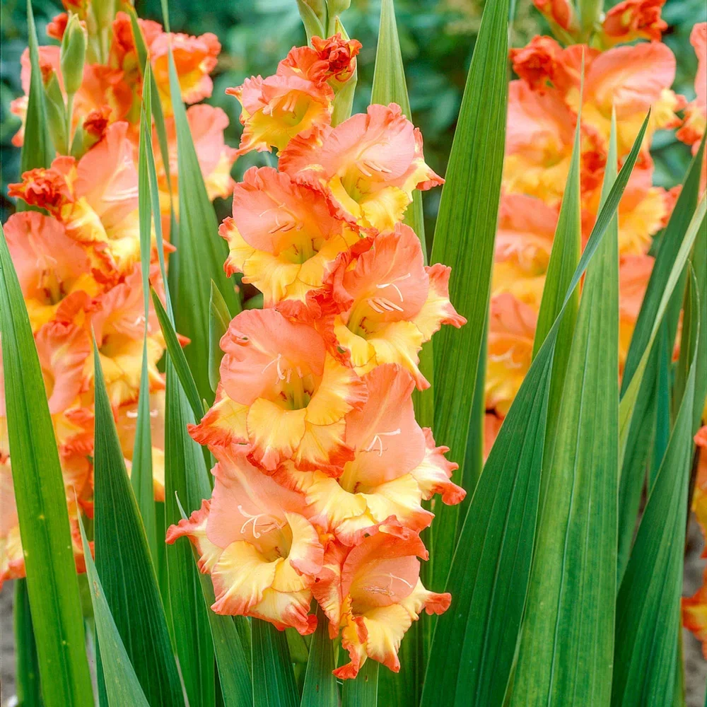 Gladiolus Princess Margareth Rose