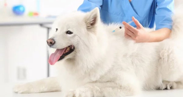 Vacunas para perros o gatos con Centro Veterinario Mukay Vallecas