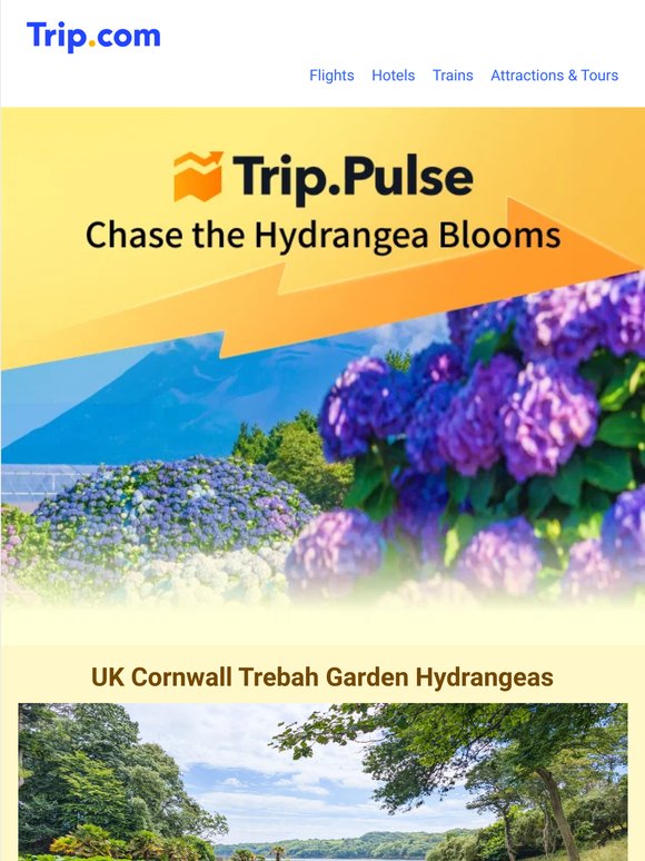 Best places to see summer hydrangeas🌺
