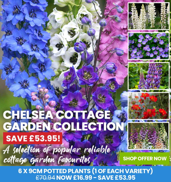 Chelsea Cottage Garden Collection
