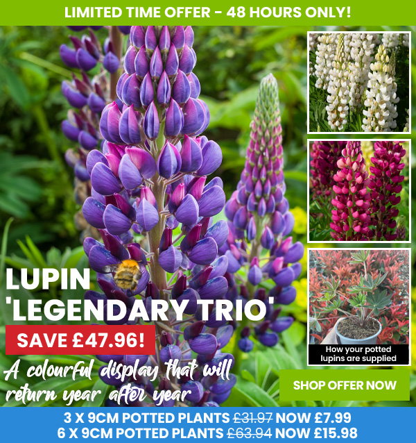 Lupin 'Legendary Trio'