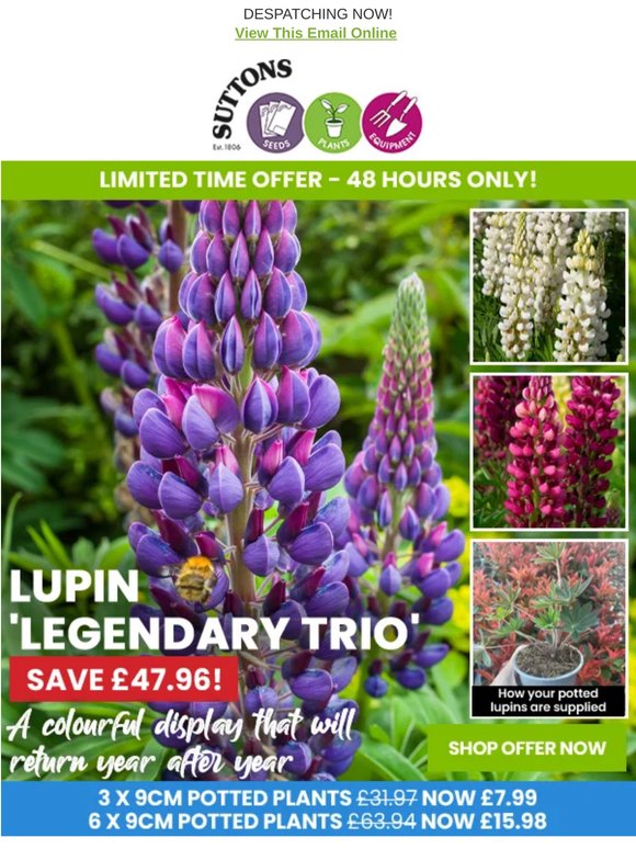 3 Potted Lupins for £7.99 (was £31.97)