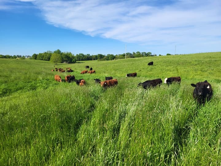 US Wellness beef cattle