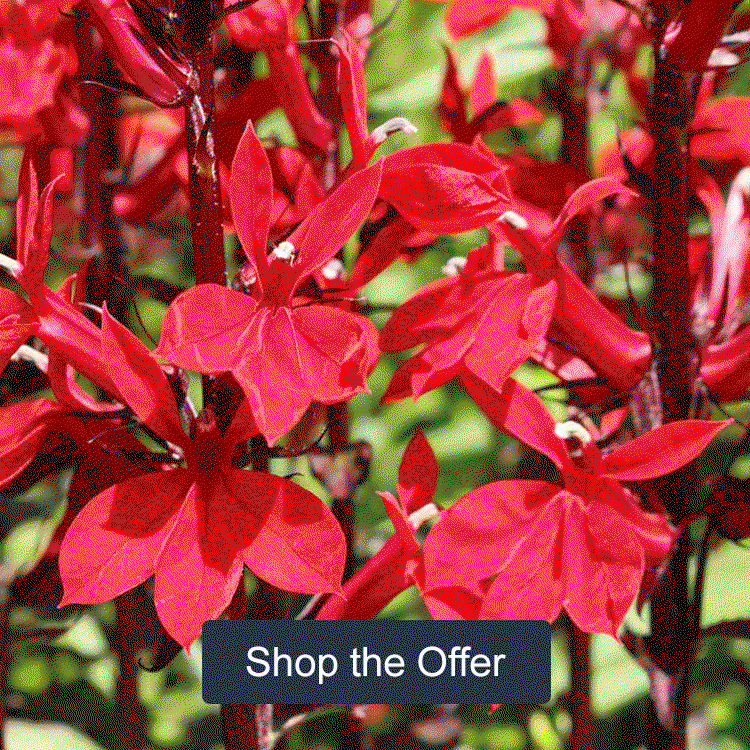 YouGarden Chelsea Favourites Perennial Collection