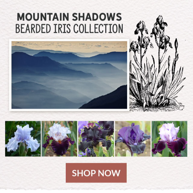 Mountain Shadows Bearded Iris Collection