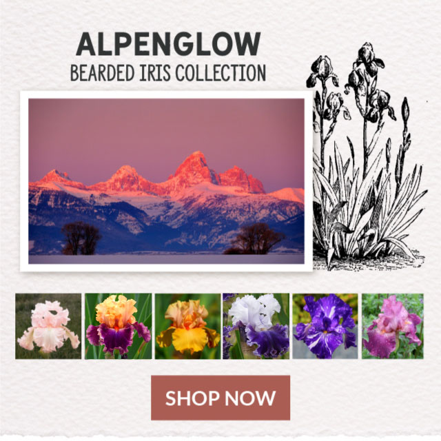 Alpenglow Bearded Iris Collection