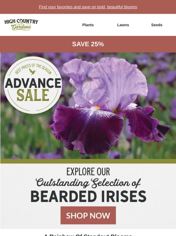 Stunning Bearded Irises - Save 25%