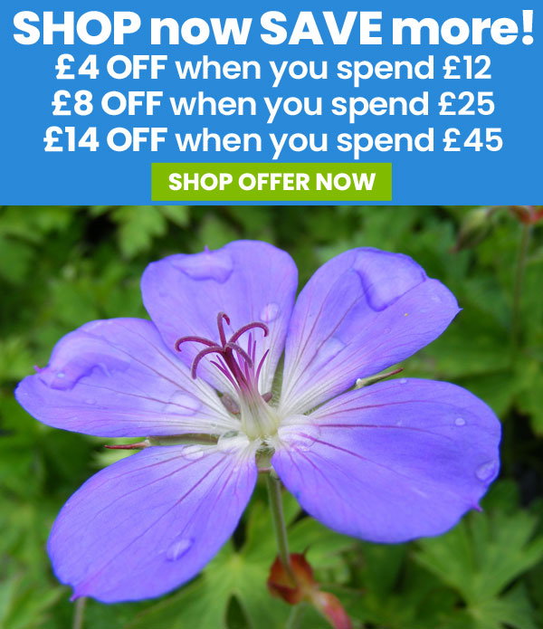 SHOP now SAVE more!