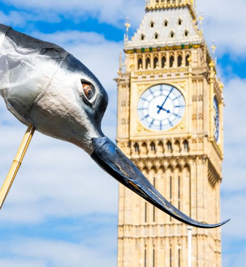 RSPB Giant Avocet puppet in front of Big Ben<br>