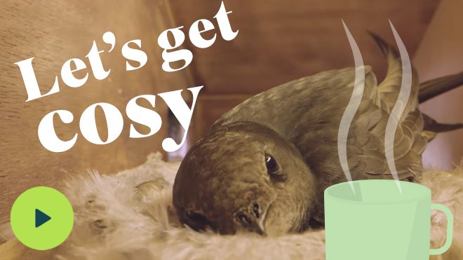 A Swift in the nest box with 'Let's get cosy' wording