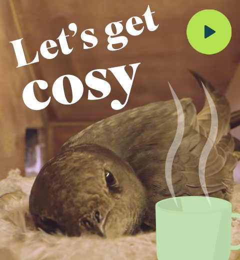 A Swift in the nest box with 'Let's get cosy' wording