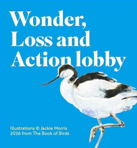 An illustration of an Avocet against vibrant blue background
