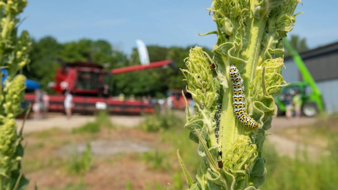 Caterpillar on crop, RSPB Hope Farm