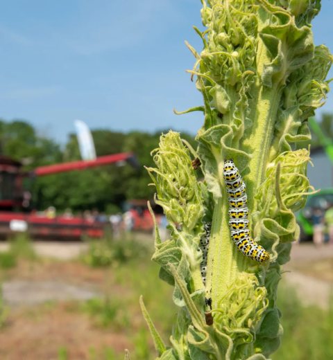 Caterpillar on crop, RSPB Hope Farm