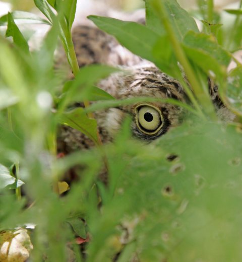 A Stone Curlew tending its eggs on the ground